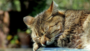 気持ちよさそうに眠る虎猫